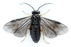 Cladius rufipes