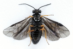 Cladius rufipes