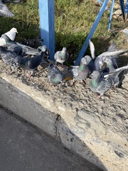 Columba livia domestica