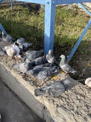 Columba livia domestica