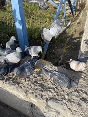 Columba livia domestica