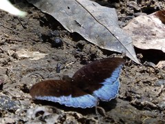 Tanaecia iapis puseda