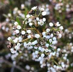Logania linifolia