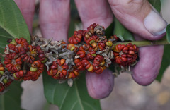 Glochidion philippicum