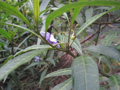 Solanum aviculare