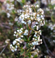 Logania linifolia