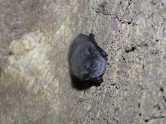 Myotis dasycneme