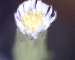 Erigeron canadensis pusillus
