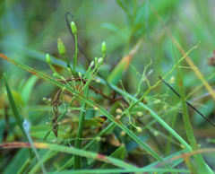 Erigeron canadensis pusillus