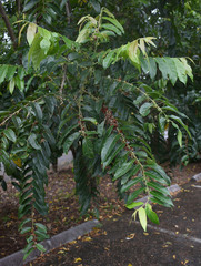 Glochidion philippicum