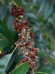 Glochidion philippicum