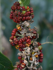 Glochidion philippicum