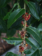 Glochidion philippicum