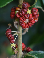 Glochidion philippicum