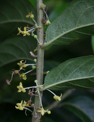 Glochidion philippicum