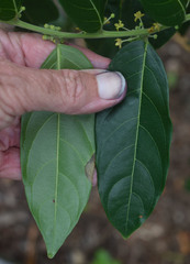 Glochidion philippicum