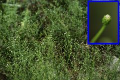 Erigeron canadensis pusillus