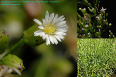 Erigeron canadensis pusillus