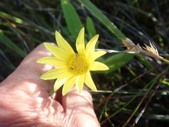 Arctotis scabra