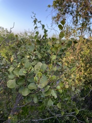 Sideroxylon obovatum