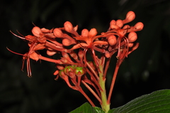 Clerodendrum speciosissimum