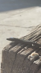 Phoenicolacerta laevis