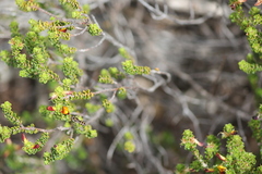 Pultenaea densifolia