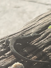 Phoenicolacerta laevis