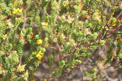 Pultenaea densifolia