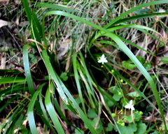 Libertia paniculata