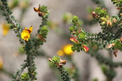 Pultenaea densifolia