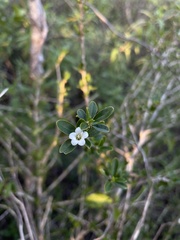 Ditaxis fasciculata