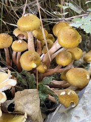 Armillaria luteobubalina