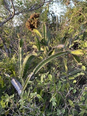 Leptocereus quadricostatus