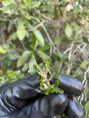 Ditaxis fasciculata