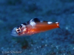 Serranus tabacarius