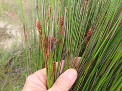 Nevillea obtusissima