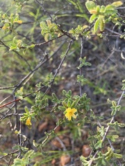 Turnera diffusa