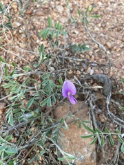 Tephrosia cinerea