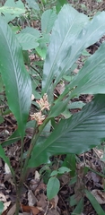 Alpinia conchigera