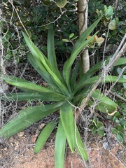 Agave missionum