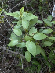 Croton glabellus polytrichus