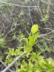 Dendropemon caribaeus
