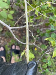 Dendropemon caribaeus