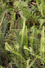 Blechnum australe