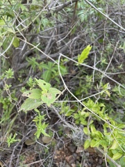 Dendropemon caribaeus