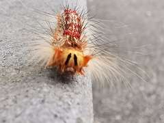 Lymantria xylina