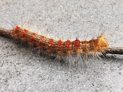 Lymantria xylina