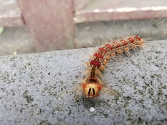 Lymantria xylina