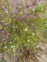 Coleonema juniperinum